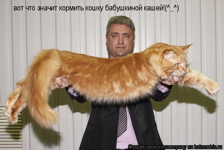 вот что значит кормить кошку бабушкиной кашей!(^_^)... Котоматрица: вот что значит кормить кошку бабушкиной кашей!(^_^)