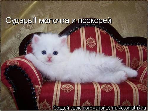Сударь!! молочка и поскорей... Котоматрица: Сударь!! молочка и поскорей
