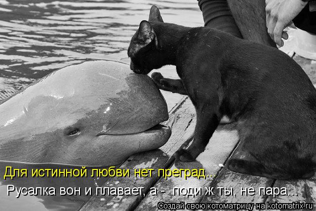 Для истинной любви нет преград... Русалка вон и плавает, а - поди ж ты, не пара...... Котоматрица: Для истинной любви нет преград... Русалка вон и плавает, а - поди ж ты, не пара...