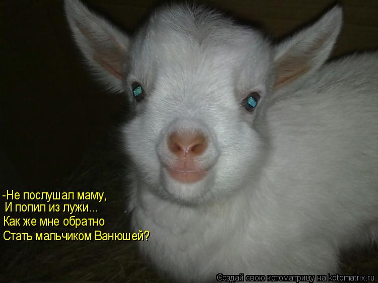 -Не послушал маму, И попил из лужи... Как же мне обратно Стать мальчиком Ванюшей?... Котоматрица: -Не послушал маму, И попил из лужи... Как же мне обратно Стать мальчиком Ванюшей?