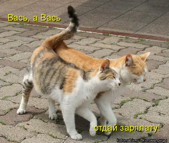 Вась, а Вась отдай зарплату!... Котоматрица: Вась, а Вась отдай зарплату!