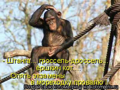 - Штанга... гроссель-дроссель... ёршкин кот.... Опять экзамены в мореходку провалю !... Котоматрица: - Штанга... гроссель-дроссель... ёршкин кот.... Опять экзамены в мореходку провалю !