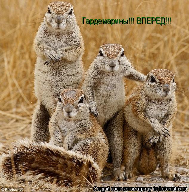 Гардемарины!!! ВПЕРЕД!!!... Котоматрица: Гардемарины!!! ВПЕРЕД!!!