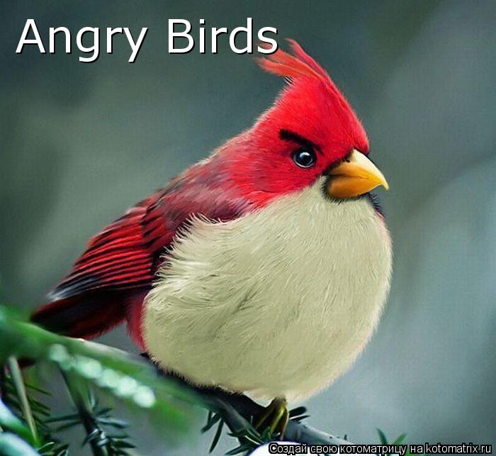 Angry Birds... Котоматрица: Angry Birds