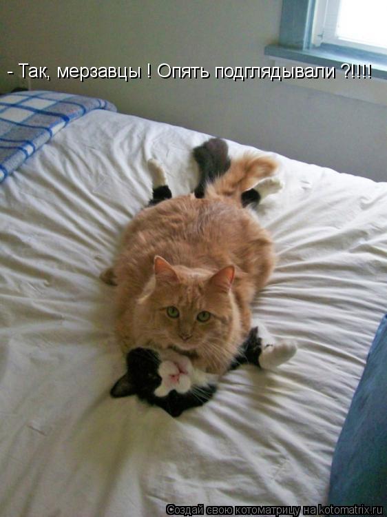 - Так, мерзавцы ! Опять подглядывали ?!!!!... Котоматрица: - Так, мерзавцы ! Опять подглядывали ?!!!!