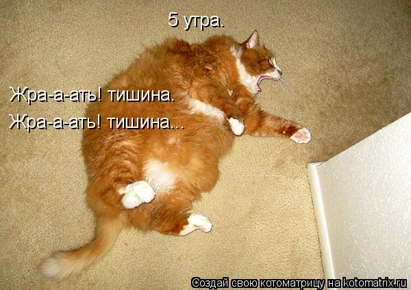 5 утра. Жра-а-ать! тишина. Жра-а-ать! тишина...... Котоматрица: 5 утра. Жра-а-ать! тишина. Жра-а-ать! тишина...