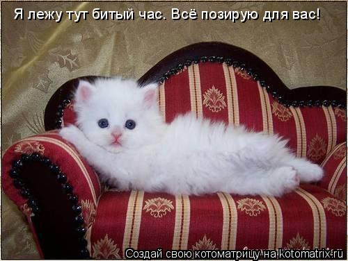 Я лежу тут битый час. Всё позирую для вас!... Котоматрица: Я лежу тут битый час. Всё позирую для вас!