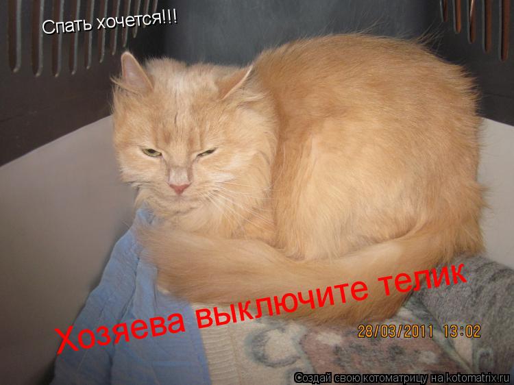 Спать хочется!!! Хозяева выключите телик... Котоматрица: Спать хочется!!! Хозяева выключите телик
