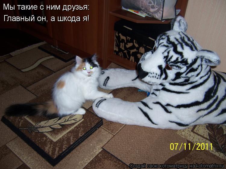 Мы такие с ним друзья: Главный он, а шкода я!... Котоматрица: Мы такие с ним друзья: Главный он, а шкода я!