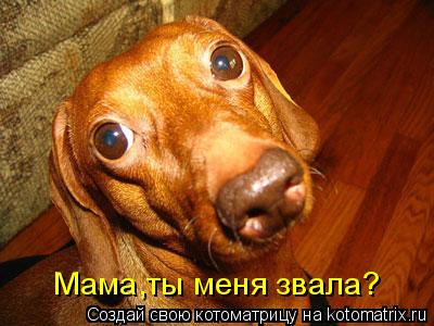 Мама,ты меня звала?... Котоматрица: Мама,ты меня звала?