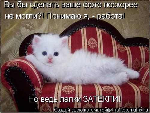 Вы бы сделать ваше фото поскорее не могли?! Понимаю я, - работа! Но ведь лапки ЗАТЕКЛИ!... Котоматрица: Вы бы сделать ваше фото поскорее не могли?! Понимаю я, - работа! Но ведь лапки ЗАТЕКЛИ!