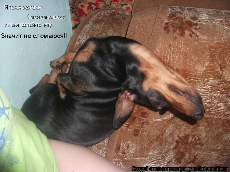 Я такая-растакая, Йогой занимаюся! У меня костей-то нету.... Значит не сломаюся!!!... Котоматрица: Я такая-растакая, Йогой занимаюся! У меня костей-то нету.... Значит не сломаюся!!!