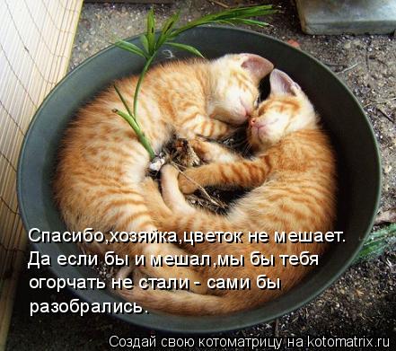 Спасибо,хозяйка,цветок не мешает. Да если бы и мешал,мы бы тебя огорчать не стали - сами бы разобрал... Котоматрица: Спасибо,хозяйка,цветок не мешает. Да если бы и мешал,мы бы тебя огорчать не стали - сами бы разобрались.