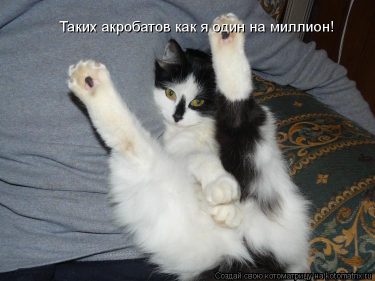 Таких акробатов как я один на миллион!... Котоматрица: Таких акробатов как я один на миллион!