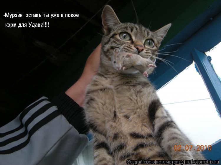 -Мурзик, оставь ты уже в покое корм для Удава!!!!... Котоматрица: -Мурзик, оставь ты уже в покое корм для Удава!!!!