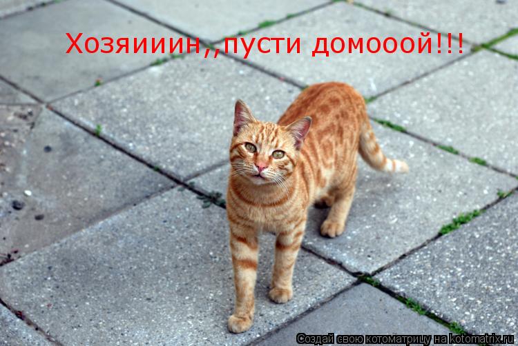 Хозяииин,,пусти домооой!!!... Котоматрица: Хозяииин,,пусти домооой!!!