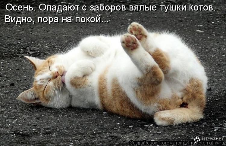 Осень. Опадают с заборов вялые тушки котов. Видно, пора на покой...... Котоматрица: Осень. Опадают с заборов вялые тушки котов. Видно, пора на покой...