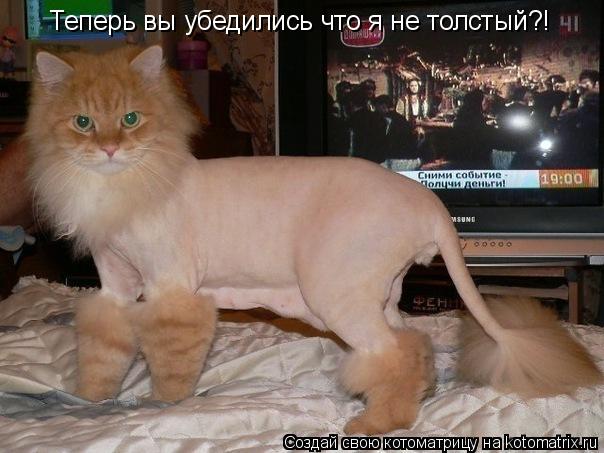 Теперь вы убедились что я не толстый?!... Котоматрица: Теперь вы убедились что я не толстый?!