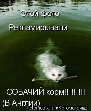 Этой фото Рекламирывали СОБАЧИЙ корм!!!!!!!!! (В Англии)... Котоматрица: Этой фото Рекламирывали СОБАЧИЙ корм!!!!!!!!! (В Англии)