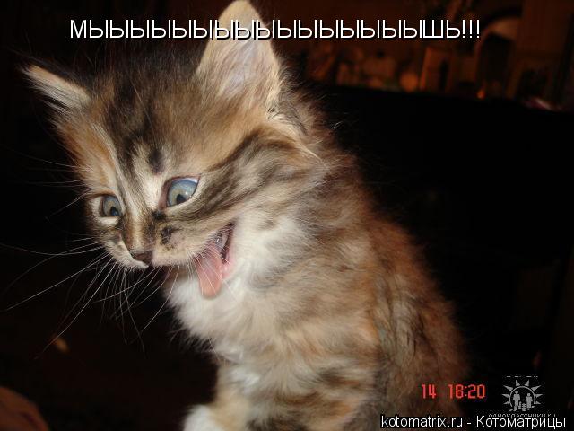 МЫЫЫЫЫЫЫЫЫЫЫЫЫЫЫЫШЬ!!!... Котоматрица: МЫЫЫЫЫЫЫЫЫЫЫЫЫЫЫЫШЬ!!!