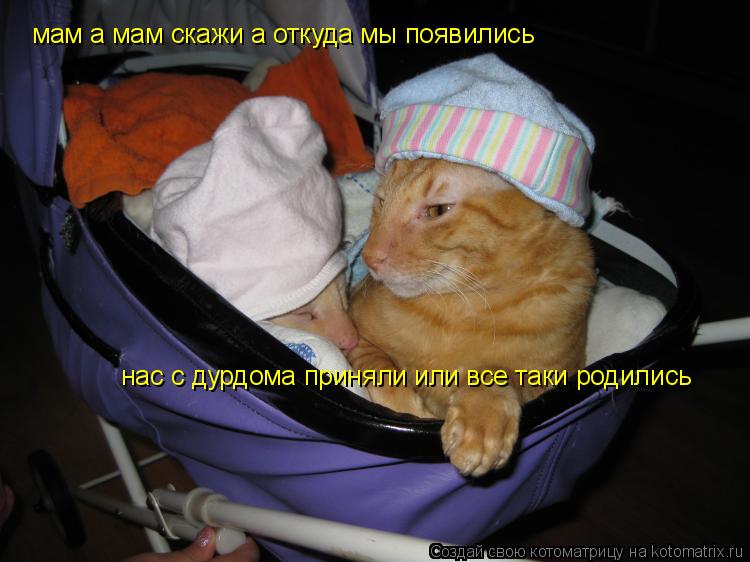 Котоматрица: мам а мам скажи а откуда мы появлись с дурдома на взяли или всеже таки роделись мам а мам скажи а откуда мы появились нас с дурдома приняли и