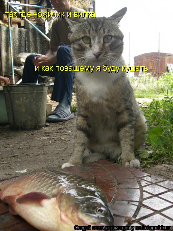 Котоматрица: так где ножичик и вилка  и как повашему я буду кушать