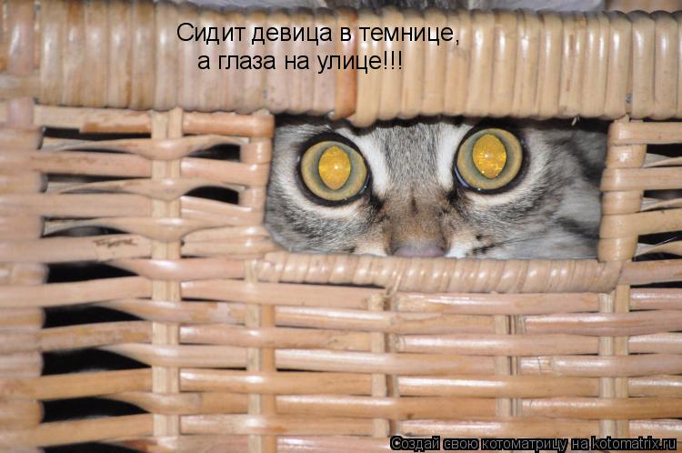 Котоматрица: Сидит девица в темнице , а глаза на улице!!!