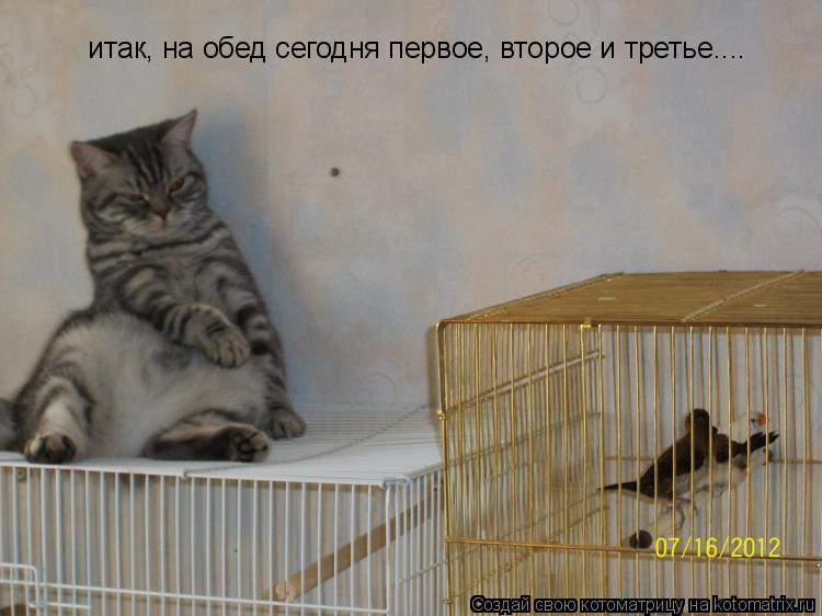 Котоматрица: итак, на обед сегодня первое, второе и третье....