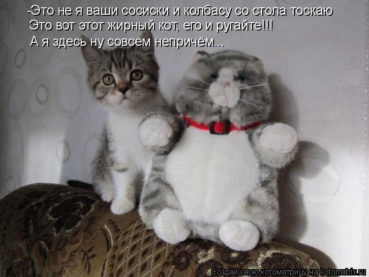 Котоматрица: -Это не я ваши сосиски и колбасу со стола тоскаю Это вот этот жирный кот, его и ругайте!!! А я здесь ну совсем непричём...