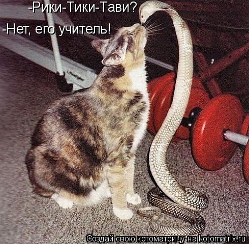 Котоматрица: -Рики-Тики-Тави? -Нет, его учитель!