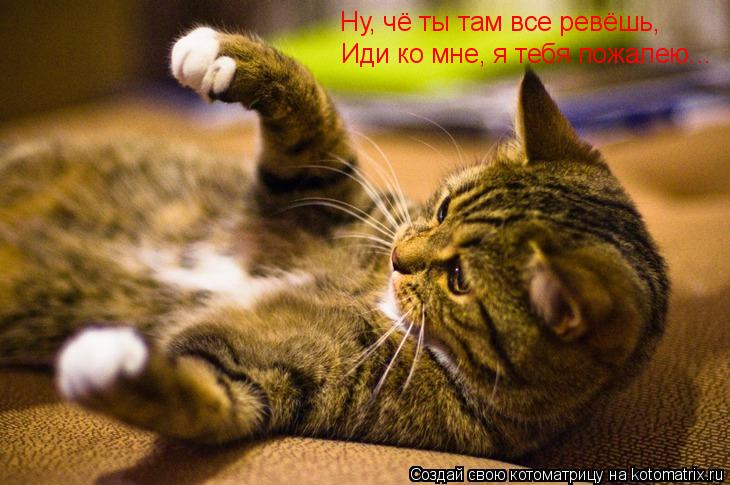 Котоматрица: Ну, чё ты там все ревёшь, Иди ко мне, я тебя пожалею...