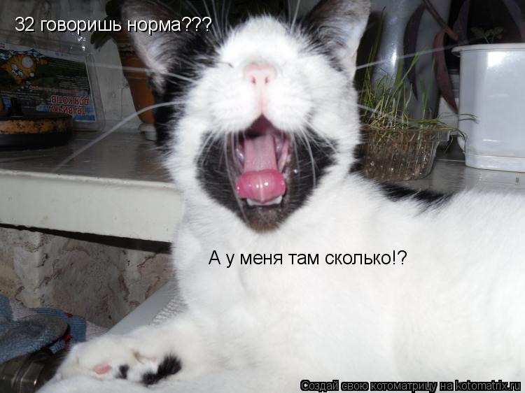 Котоматрица: 32 говоришь норма??? А у меня там сколько!?