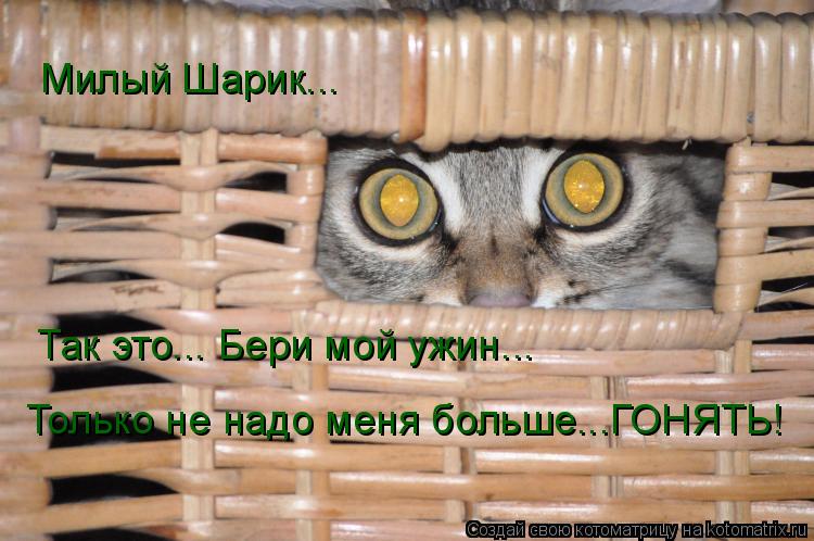 Котоматрица: Милый Шарик...  Так это... Бери мой ужин... Только не надо меня больше...ГОНЯТЬ!
