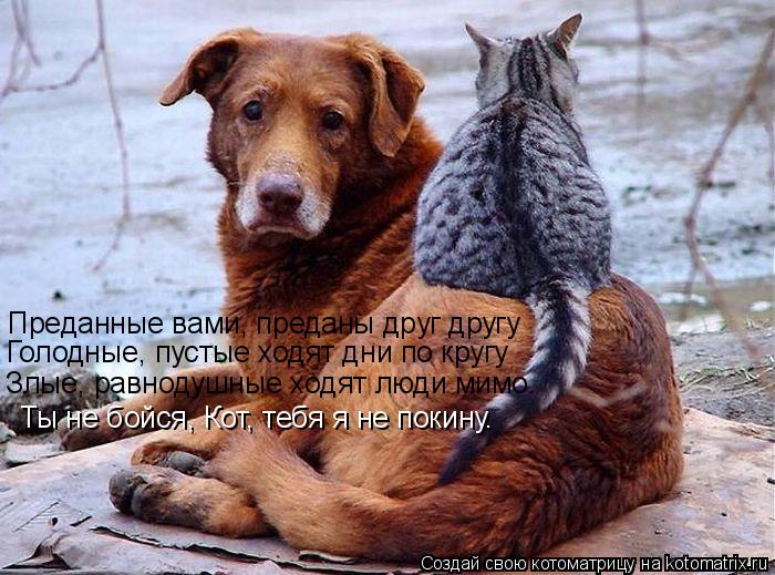 Преданные вами, преданы друг другу Голодные, пустые ходят дни по кругу Злые, равнодушные ходят люди м... Котоматрица: Преданные вами, преданы друг другу Голодные, пустые ходят дни по кругу Злые, равнодушные ходят люди мимо. Ты не бойся, Кот, тебя я не покину.