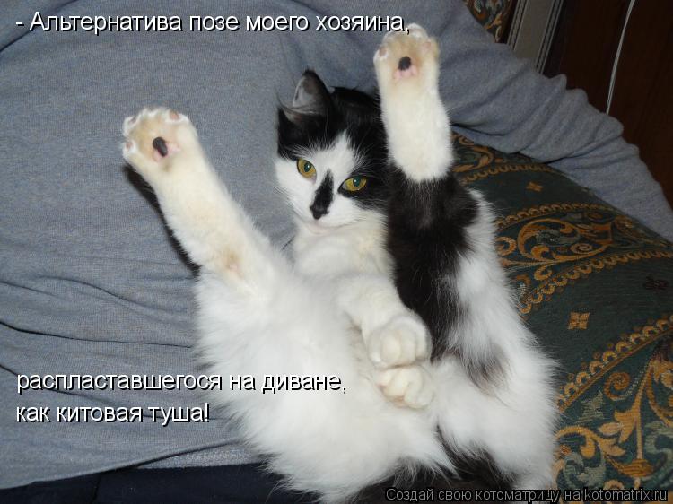 Котоматрица: - Альтернатива позе моего хозяина,  распластавшегося на диване, как китовая туша!