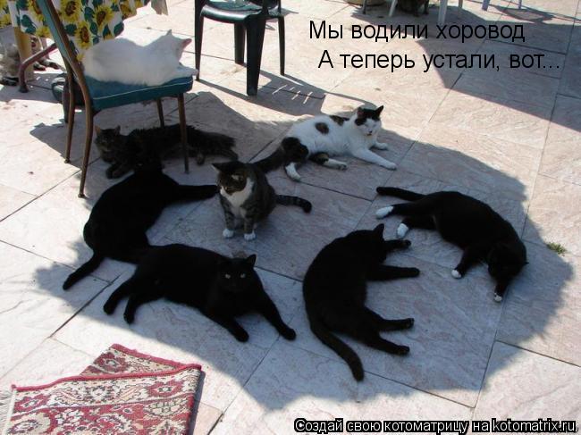 Котоматрица: Мы водили хоровод А теперь устали, вот...