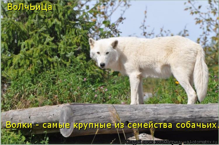 Котоматрица: Волки - самые крупные из семейства собачьих. ВоЛчЬиЦа