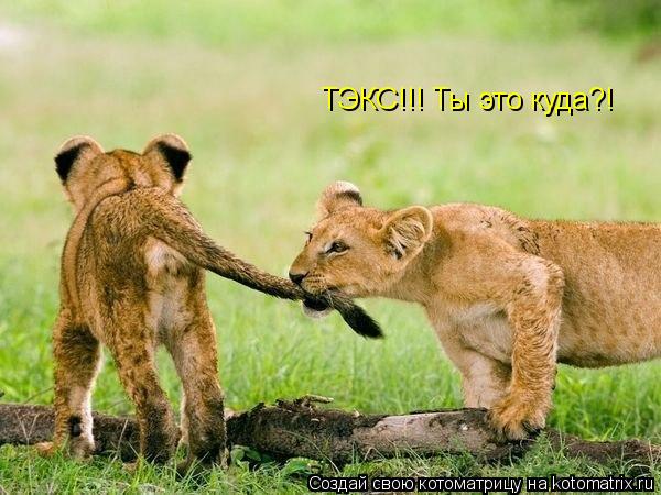 Котоматрица: ТЭКС!!! Ты это куда?!