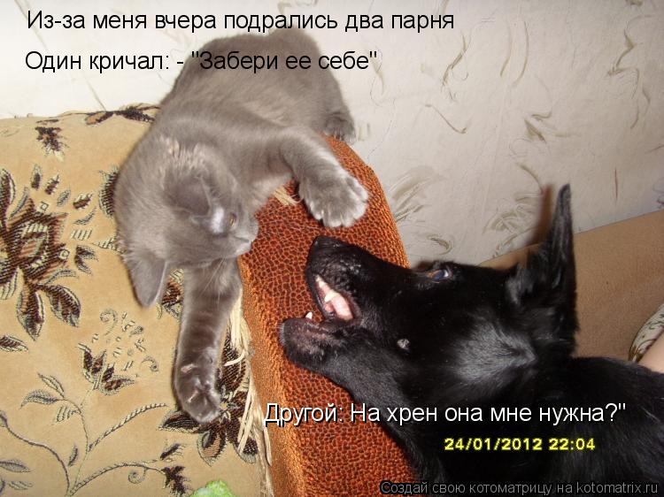 Котоматрица: Из-за меня вчера подрались два парня Один кричал: - "Забери ее себе" Другой: На хрен она мне нужна?"