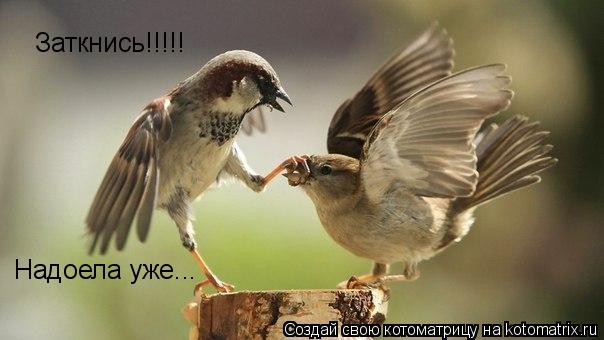 Котоматрица: Заткнись!!!!! Надоела уже...