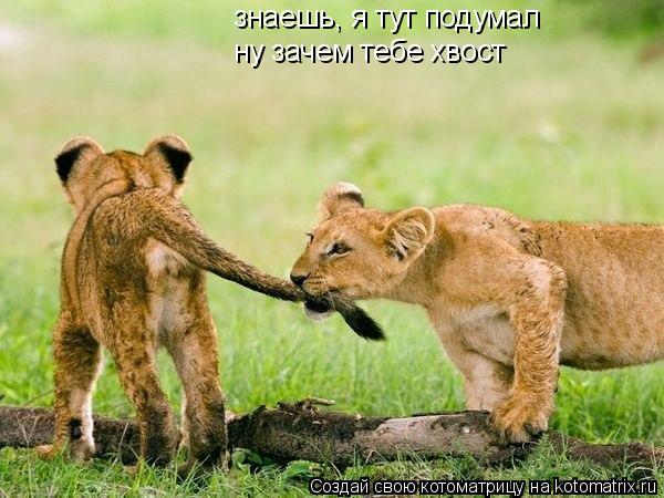 Котоматрица: знаешь, я тут подумал знаешь, я тут подумал ну зачем тебе хвост