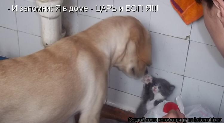 Котоматрица: - И запомни: Я в доме - ЦАРЬ и БОГ! Я!!!
