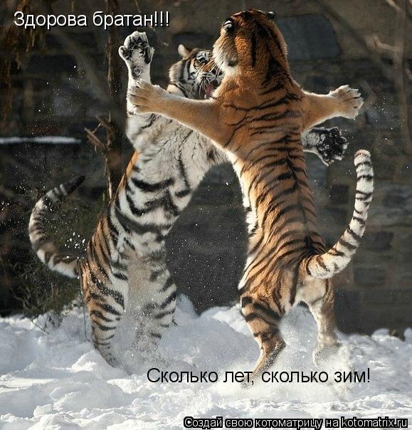 Котоматрица: Здорова братан!!!  Сколько лет, сколько зим!