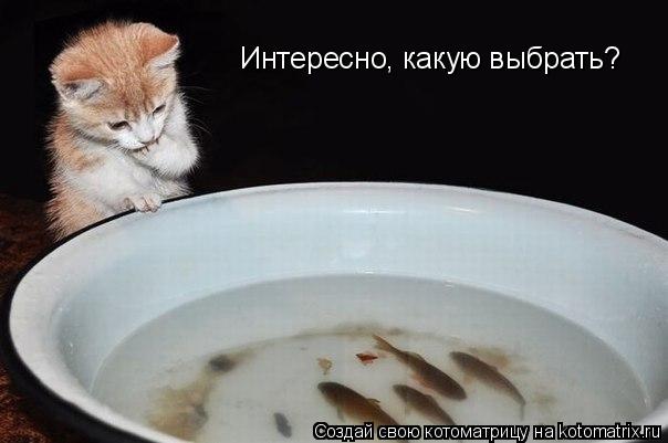 Интересно, какую выбрать?... Котоматрица: Интересно, какую выбрать?