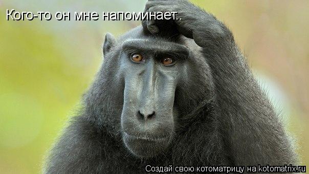 Кого-то он мне напоминает..... Котоматрица: Кого-то он мне напоминает..