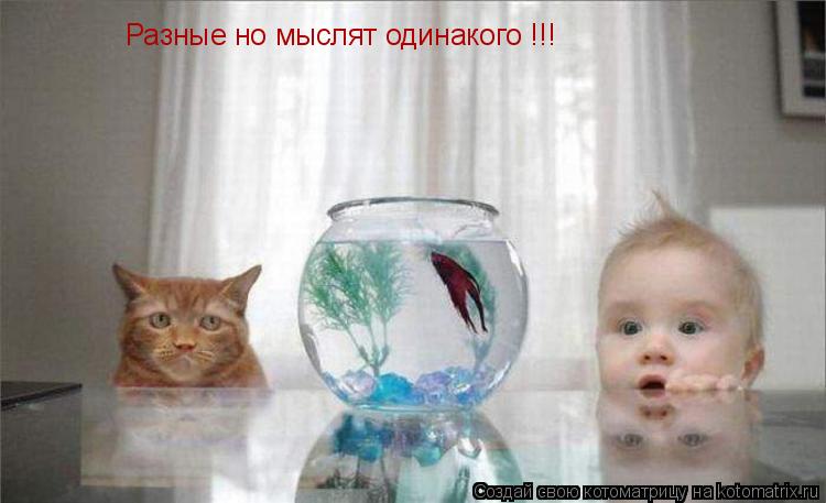 Разные но мыслят одинакого !!!... Котоматрица: Разные но мыслят одинакого !!!