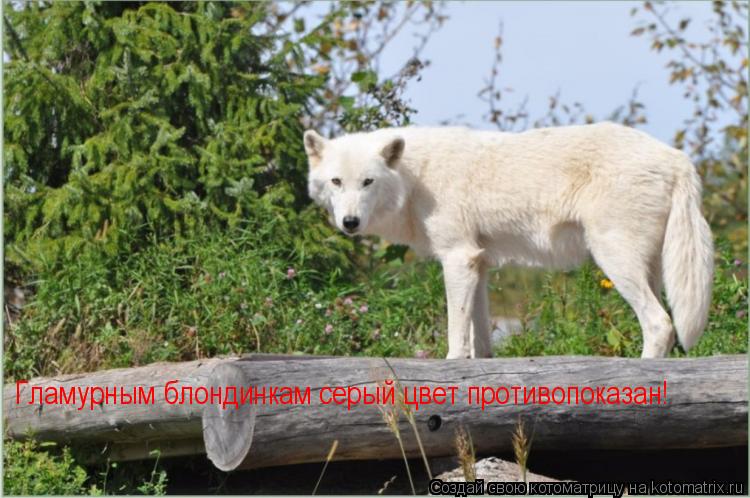 Гламурным блондинкам серый цвет противопоказан!... Котоматрица: Гламурным блондинкам серый цвет противопоказан!