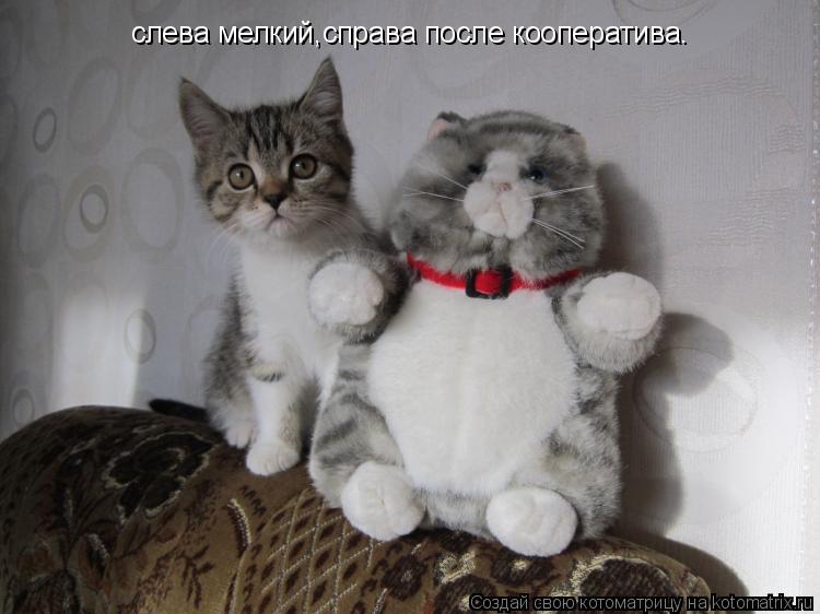 слева мелкий,справа после кооператива.... Котоматрица: слева мелкий,справа после кооператива.