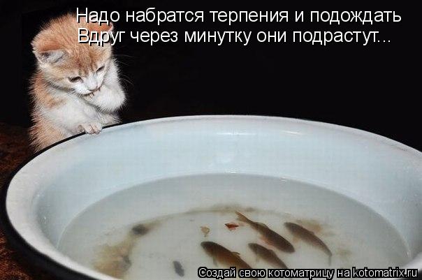 Надо набратся терпения и подождать Вдруг через минутку они подрастут...... Котоматрица: Надо набратся терпения и подождать Вдруг через минутку они подрастут...