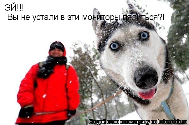 Котоматрица: ЭЙ!!! Вы не устали в эти мониторы пялиться?!